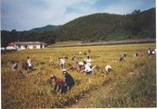 내북중학교 농촌일손돕기행사(2000)