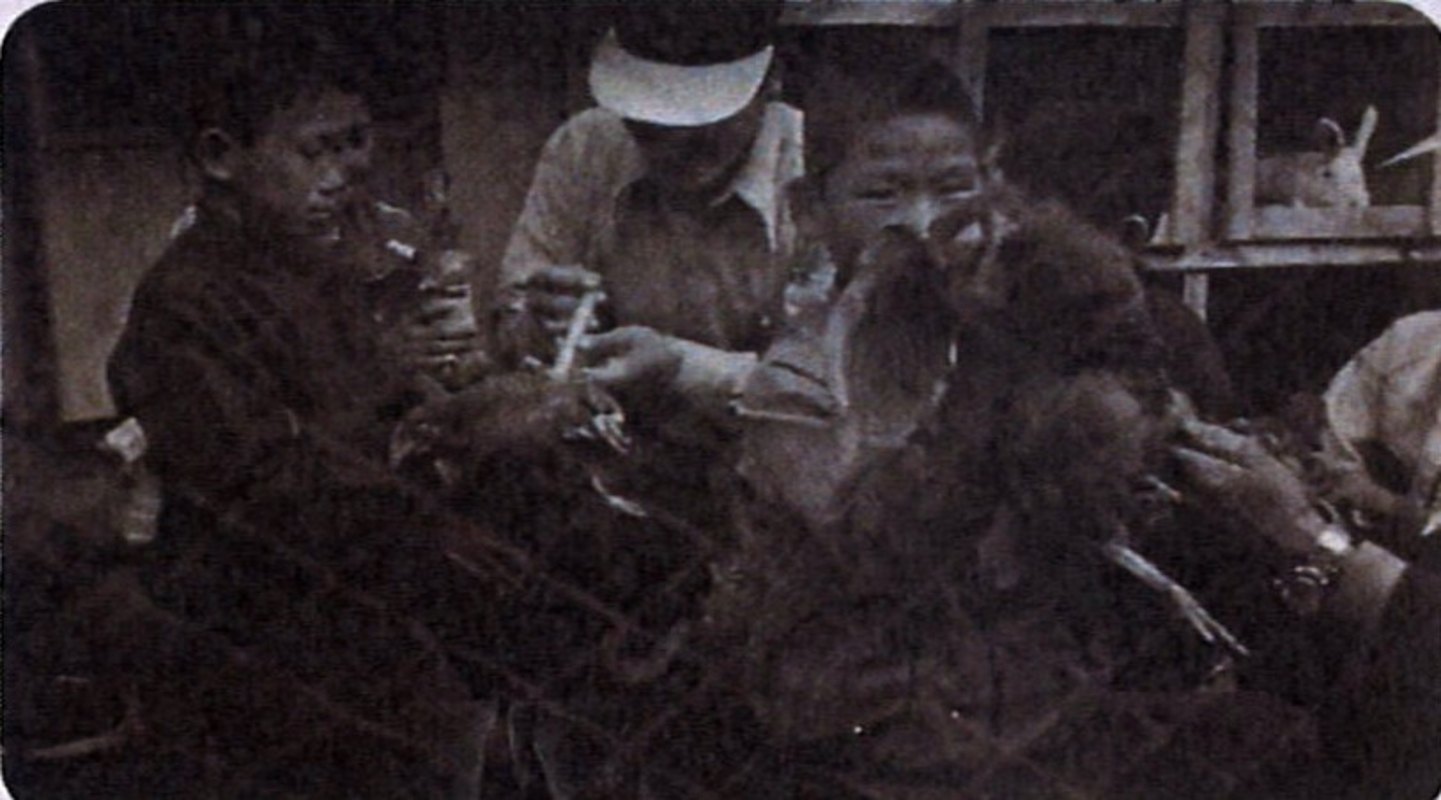 닭사육하는 모습