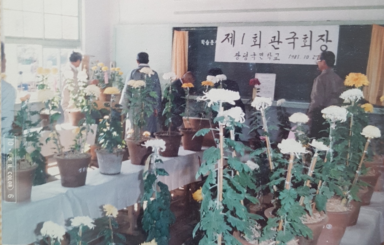 국화전시회(학산초 광평분교)-1981.12.31.jpg